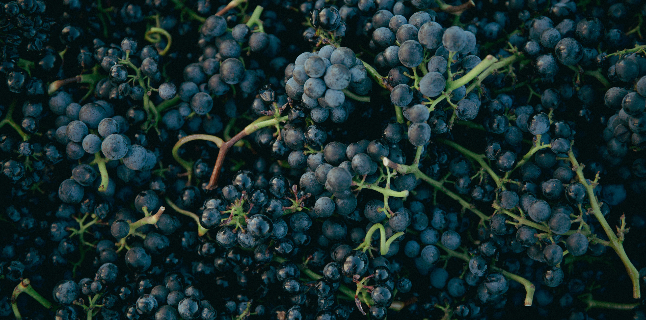 Background raisin